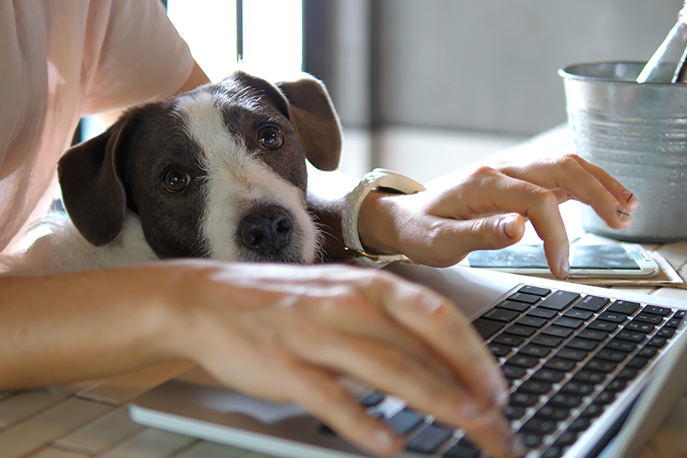 What Do Employees Expect From Technology Benefits? | FlexGenius | Remote and flexible working with a dog on lap